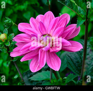 Nahaufnahme von Dahlia "Sascha" Waterlily Typ Stockfoto