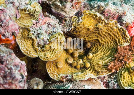 Agaricia Agaricites Riff-Korallen Unterwasser Abrolhos, Bahia, Brasilien Stockfoto