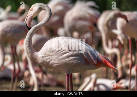 Der Flamingo, die größte Art der Flamingo, an Slimbridge WWT in Gloucestershire - England. Stockfoto