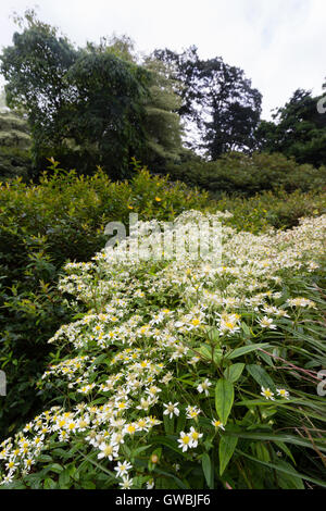 Herbstliche Anzeige der flachen gekrönt Aster, Doellingeria Umbellata. in einem Garten Stockfoto