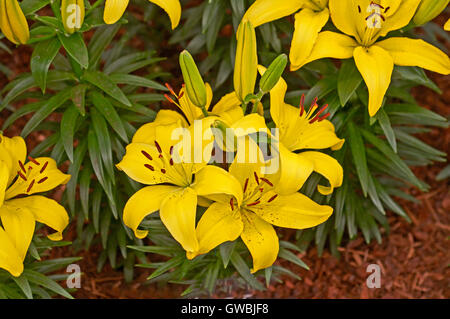 Blühende Lilium "Gelbe Freude" Stockfoto