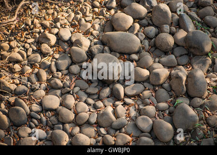 Exponierten Kieselsteine in einem Fluss, der aufgrund der Dürre ausgetrocknet hatte Stockfoto