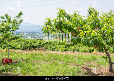 Pfirsich-Obstgarten, Kyodogawa Schwemmfächer, Ichinomiya, Fuefuki City, Präfektur Yamanashi, Japan Stockfoto