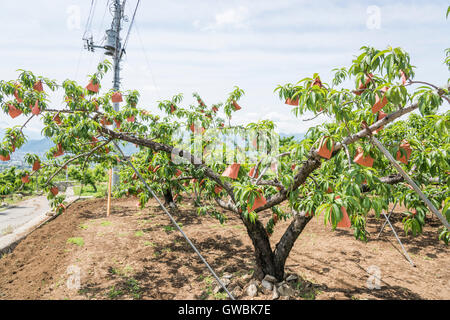 Pfirsich-Obstgarten, Kyodogawa Schwemmfächer, Ichinomiya, Fuefuki City, Präfektur Yamanashi, Japan Stockfoto