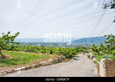 Pfirsich-Obstgarten, Kyodogawa Schwemmfächer, Ichinomiya, Fuefuki City, Präfektur Yamanashi, Japan Stockfoto