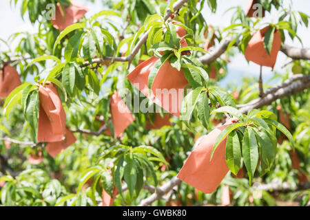 Pfirsich-Obstgarten, Kyodogawa Schwemmfächer, Ichinomiya, Fuefuki City, Präfektur Yamanashi, Japan Stockfoto