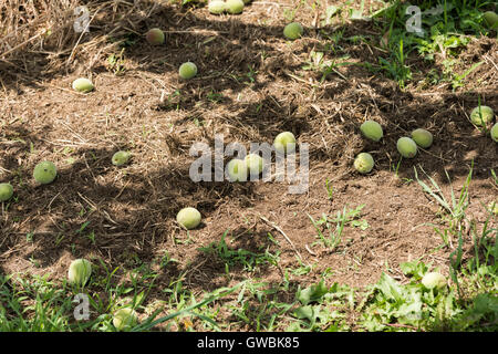 Pfirsich-Obstgarten, Kyodogawa Schwemmfächer, Ichinomiya, Fuefuki City, Präfektur Yamanashi, Japan Stockfoto