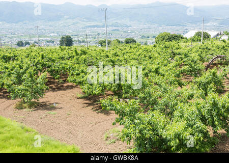 Pfirsich-Obstgarten, Kyodogawa Schwemmfächer, Ichinomiya, Fuefuki City, Präfektur Yamanashi, Japan Stockfoto