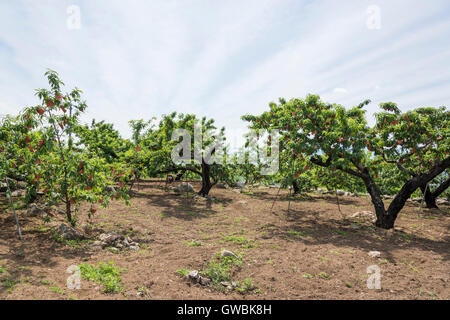 Pfirsich-Obstgarten, Kyodogawa Schwemmfächer, Ichinomiya, Fuefuki City, Präfektur Yamanashi, Japan Stockfoto