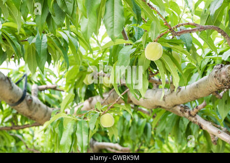 Pfirsich-Obstgarten, Kyodogawa Schwemmfächer, Ichinomiya, Fuefuki City, Präfektur Yamanashi, Japan Stockfoto