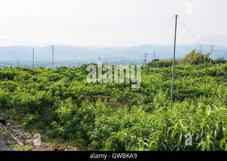 Pfirsich-Obstgarten, Kyodogawa Schwemmfächer, Ichinomiya, Fuefuki City, Präfektur Yamanashi, Japan Stockfoto