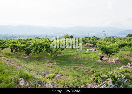 Pfirsich-Obstgarten, Kyodogawa Schwemmfächer, Ichinomiya, Fuefuki City, Präfektur Yamanashi, Japan Stockfoto