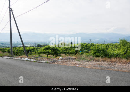 Pfirsich-Obstgarten, Kyodogawa Schwemmfächer, Ichinomiya, Fuefuki City, Präfektur Yamanashi, Japan Stockfoto