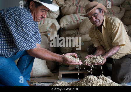 Getrocknete Bohnen bereit zum Braten bei Hacienda San Alberto. Buenavista Stadt, Quindio, Kolumbien. Kolumbianischen Kaffee wachsenden Achse. Die kolumbianische Kaffee Region, auch bekannt als das Kaffee-Dreieck, ist ein Teil der kolumbianischen Paisa Region in der ländlichen Gegend von Kolumbien, berühmt für den Anbau und die Produktion von einer Mehrheit des kolumbianischen Kaffees, als von manchen als der beste Kaffee der Welt. Stockfoto