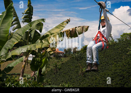 ZIP-Wire in El Bosque del Saman, Pereira, Quindio, Kolumbien. Die Zipe Linie sind über die Kaffee-Platations. Kolumbianischen Kaffee wachsenden Achse. Die kolumbianische Kaffee Region, auch bekannt als das Kaffee-Dreieck, ist ein Teil der kolumbianischen Paisa Region in der ländlichen Gegend von Kolumbien, berühmt für den Anbau und die Produktion von einer Mehrheit des kolumbianischen Kaffees, als von manchen als der beste Kaffee der Welt Stockfoto