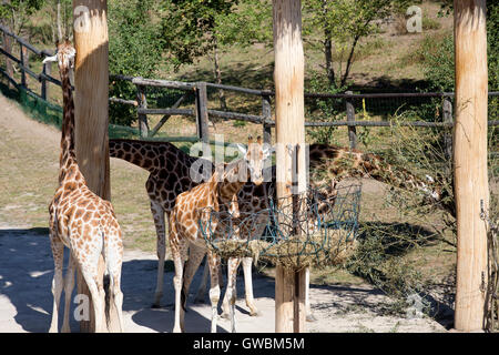 Giraffen im Prager Zoo, das ist die vierte größte Zoo der Welt und verfügt über 4.500 Tiere mit 650 verschiedene Arten Stockfoto