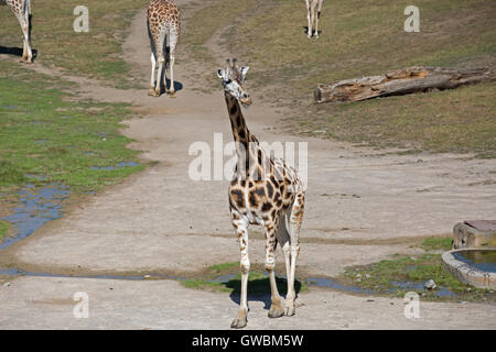 Giraffen im Prager Zoo, das ist die vierte größte Zoo der Welt und verfügt über 4.500 Tiere mit 650 verschiedene Arten Stockfoto