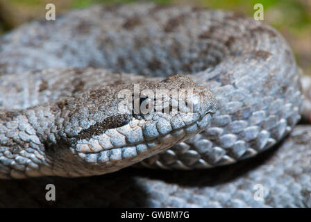 Twin-spotted Klapperschlange Crotalus Pricei Chiricahua Bergen, Cochise County, Arizona, USA August Erwachsene V Stockfoto