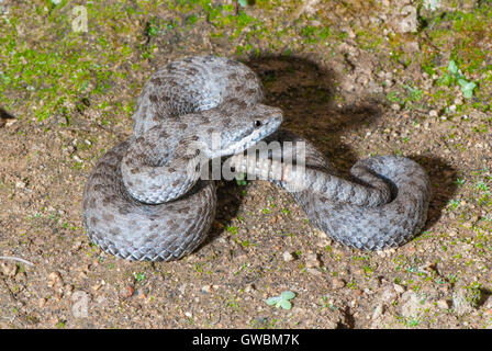 Twin-spotted Klapperschlange Crotalus Pricei Chiricahua Bergen, Cochise County, Arizona, USA August Erwachsene V Stockfoto