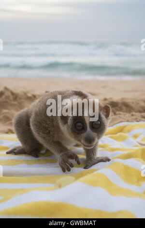 Slow Loris Affe am Strand ausruhen auf dem Handtuch Stockfoto