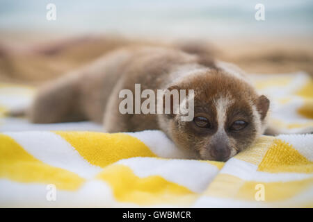 Slow Loris Affe am Strand ausruhen auf dem Handtuch Stockfoto