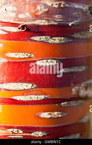 Nahaufnahme von roten und orangefarbenen Rinde der Prunus serrula Stockfoto