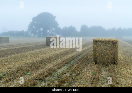 Ein kürzlich geerntet Ackerland Feld in Nebel, Nottinghamshire, England, Großbritannien Stockfoto