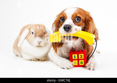 Tierklinik Haustier kosmetische Kontakt form.concept. Stockfoto