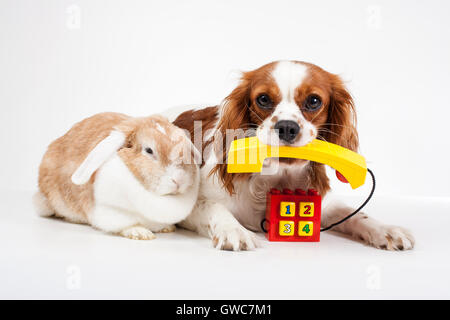 Tierklinik Haustier kosmetische Kontakt form.concept. Stockfoto