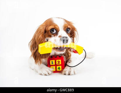 Animal Hospital pet kosmetische Kontaktformular. Konzept. Stockfoto