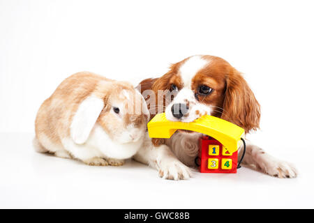 Animal Hospital pet kosmetische Kontaktformular. Konzept. Stockfoto