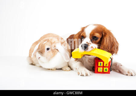 Tierklinik Haustier kosmetische Kontakt form.concept. Stockfoto