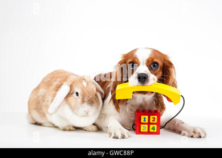 Animal Hospital pet kosmetische Kontaktformular. Konzept. Stockfoto