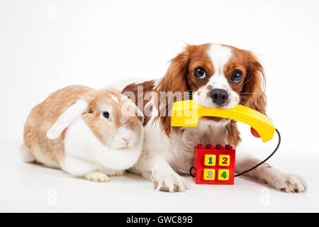 Tierklinik Haustier kosmetische Kontakt form.concept. Stockfoto