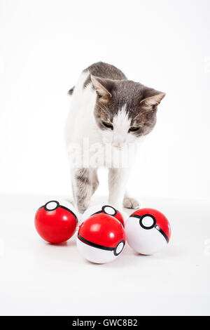 Ausgebildete Haustiere weißen Hintergrund Studiofotografie Katze mit echten Pokeballs Spielspaß niedlich Stockfoto