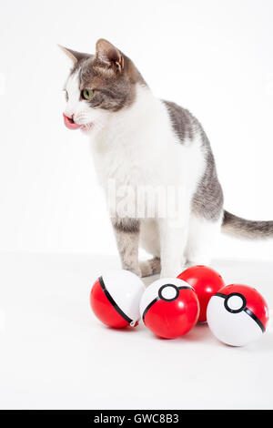 Ausgebildete Haustiere weißen Hintergrund Studiofotografie Katze mit echten Pokeballs Spielspaß niedlich. Pokemon gehen echte Tiere lustige nette Fotos Stockfoto