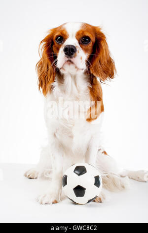 Ausgebildete cavalier King Charles Spaniel weißen Hintergrund Studiofotografie. Hund mit Fußball weiß-schwarz-ball Stockfoto