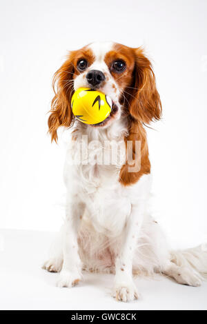 Ausgebildete cavalier King Charles Spaniel weißen Hintergrund Studiofotografie. Hund mit gelben Ball. Zeit zu spielen. Stockfoto
