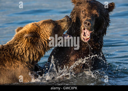 Zwei braune Bären spielen kämpfen in der Wildnis Stockfoto