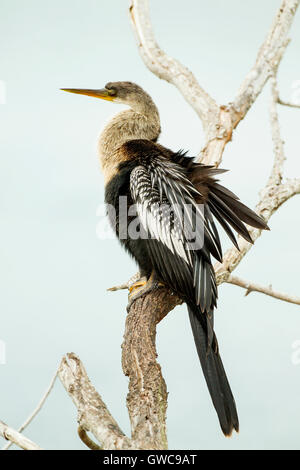 Amerikanische Darter (Anhinga Anhinga) thront auf Zweig des Baumes über Wasser Stockfoto