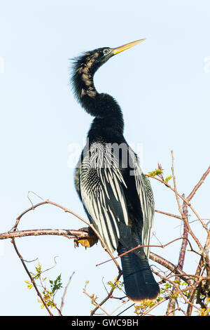 Amerikanische Darter (Anhinga Anhinga) thront auf Zweig des Baumes über Wasser Stockfoto