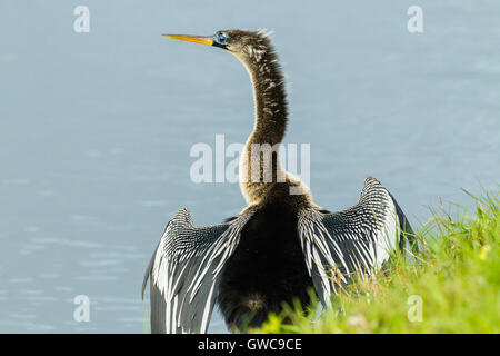 Amerikanische Darter (Anhinga Anhinga) thront auf Zweig des Baumes über Wasser Stockfoto