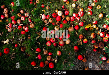 Ca. 100 rote Äpfel essen im grünen Rasen auf dem Boden liegend, der gefallen sind, reichen roten Apfel, Apfelbaum, Windfall Äpfel Stockfoto