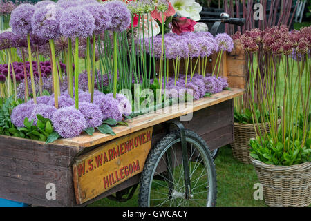 Allium Blumen in einem Holzkarren Display bei einer Blume-Show. VEREINIGTES KÖNIGREICH. Ornament-Zwiebel-Anzeige Stockfoto