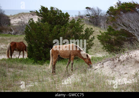 Wilde spanische Mustangs von Shackleford Banks North Carolina Stockfoto