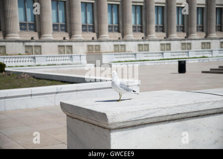 Field Museum Museum Campus in Chicago Möwe Stockfoto