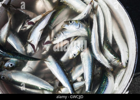 Сatch von kleinen Fischen in einem Eimer Stockfoto