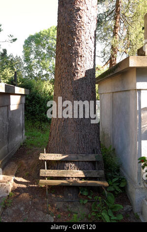 alte beschädigte Holzbank neben dem Baum auf Friedhof Stockfoto