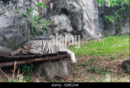 Tiger ist ein Raubtier, das elegant an sich ist. Die Tiger Look große Angst ist der Ram. Ob ein Tiger oder Leopard. Stockfoto