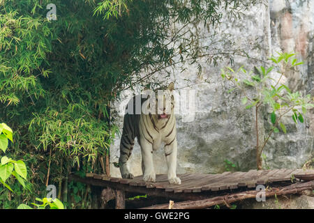 Weißer Tigerstreifen auf ausgewählte Fokus Stockfoto